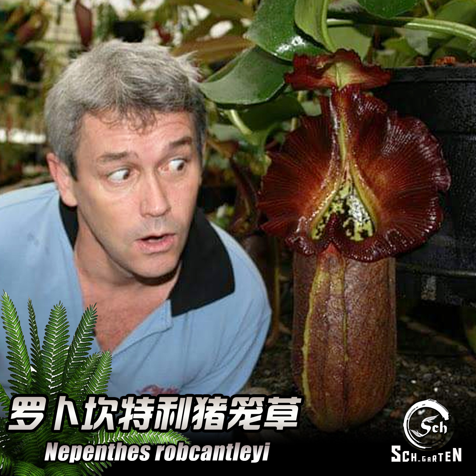 宝特猪笼草_【新品】nepenthes robcantleyi 丨be 罗伯坎特利猪笼草