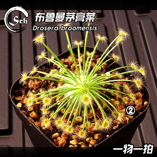 Drosera broomensis丨布魯曼茅膏菜(北領地)在類目 鮮花速遞/花卉仿真/綠植園藝, 花卉/綠植盆栽(新), 綠植中 - 來自Buy2taobao.com提供專業的淘寶代購服務