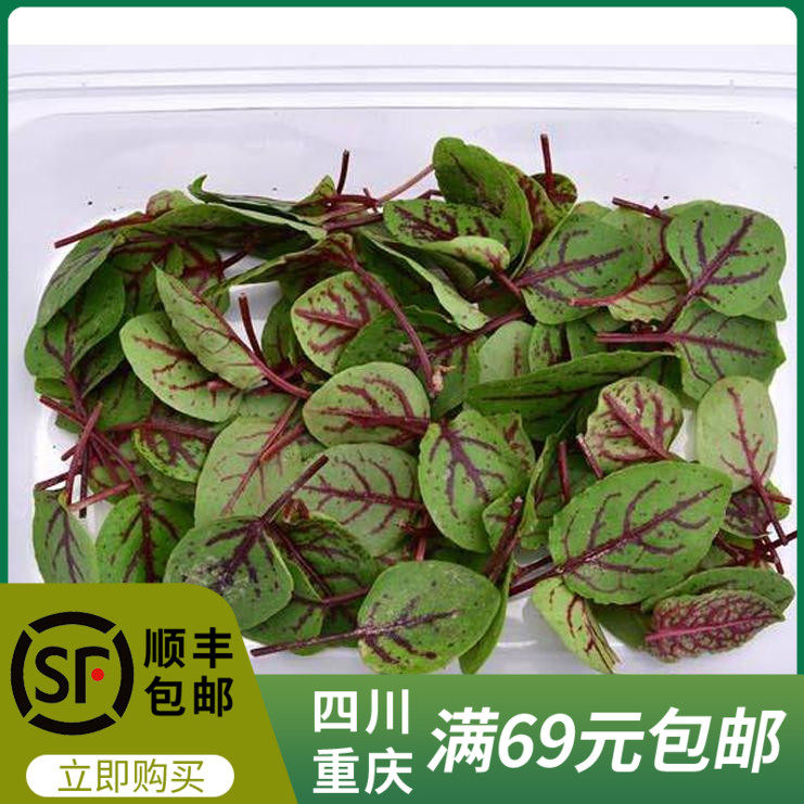 新鲜酸膜叶红酸膜草普通保鲜包装50片装饰摆盘重庆四川满69元包邮