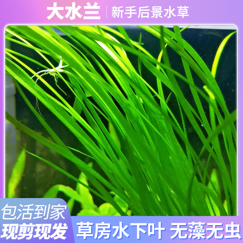 大水兰小水兰水草原生古法生态溪流缸