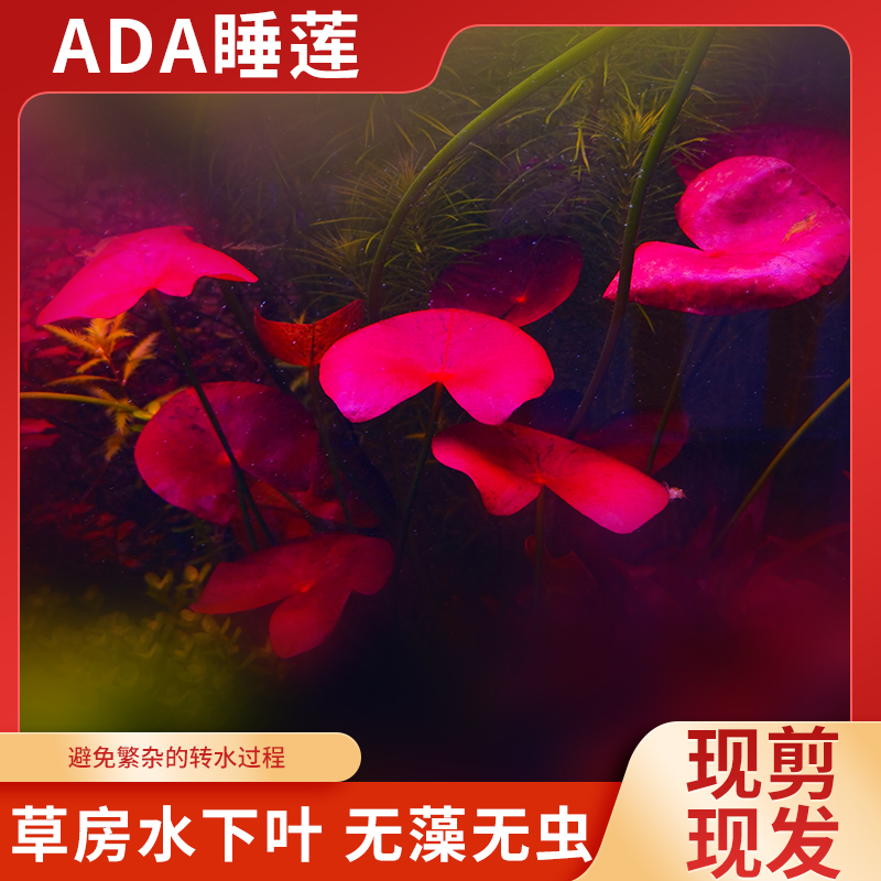 ADA睡莲水草稀有水下叶培草房自养