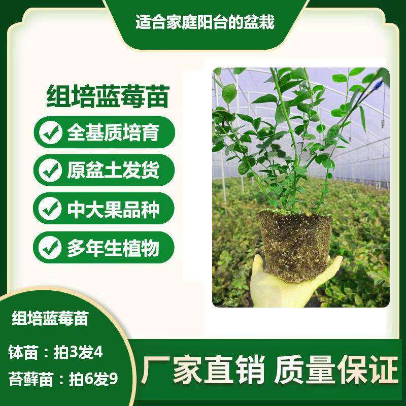 蓝莓树苗组培水果苗花园阳台盆栽南方北方四季种植地栽带土果树苗