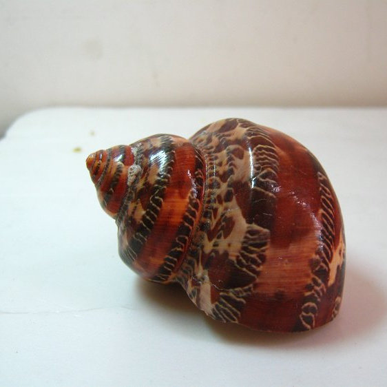 特价海螺贝壳 天然_海螺贝壳 古文猫眼螺 5-6cm 收