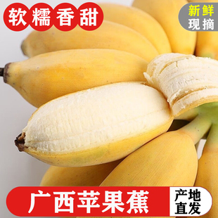 正宗广西苹果蕉整串自然熟 当季新鲜现摘芭蕉香蕉粉蕉水果小米蕉
