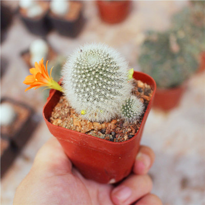 06元植物员外 奥古斯汀sulcorebutia augustinii 有沟宝山开花仙人球