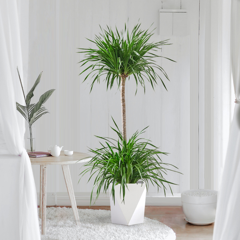 龙血树盆栽龙须树单杆造型客厅大型植物(基地直播 一物一拍)