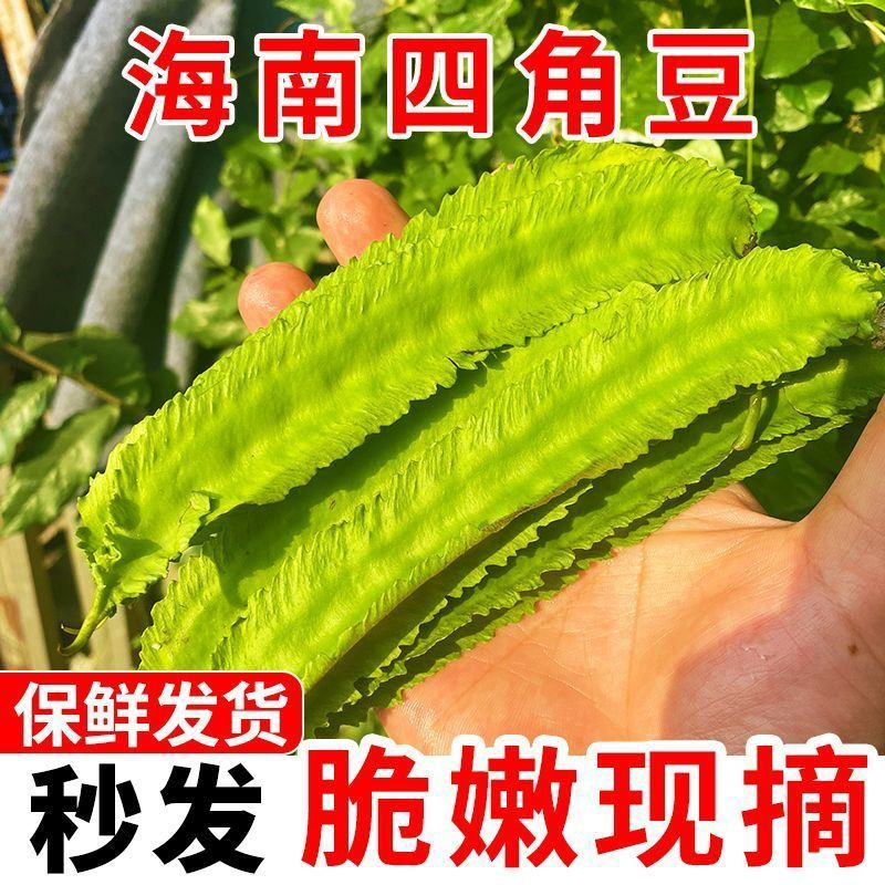 【新鲜采摘】海南四棱豆四角豆龙角豆