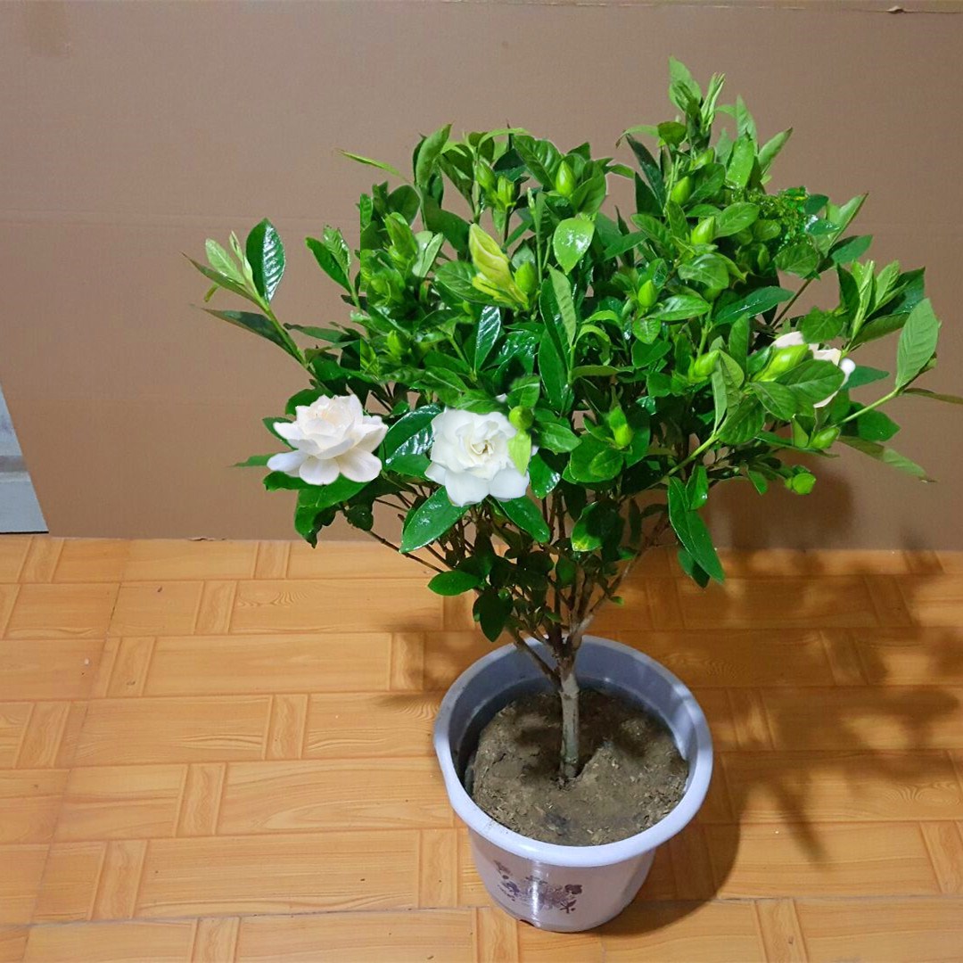 栀子花苗盆栽绿植大叶小叶栀子花苗浓香型四季开花带花苞发货