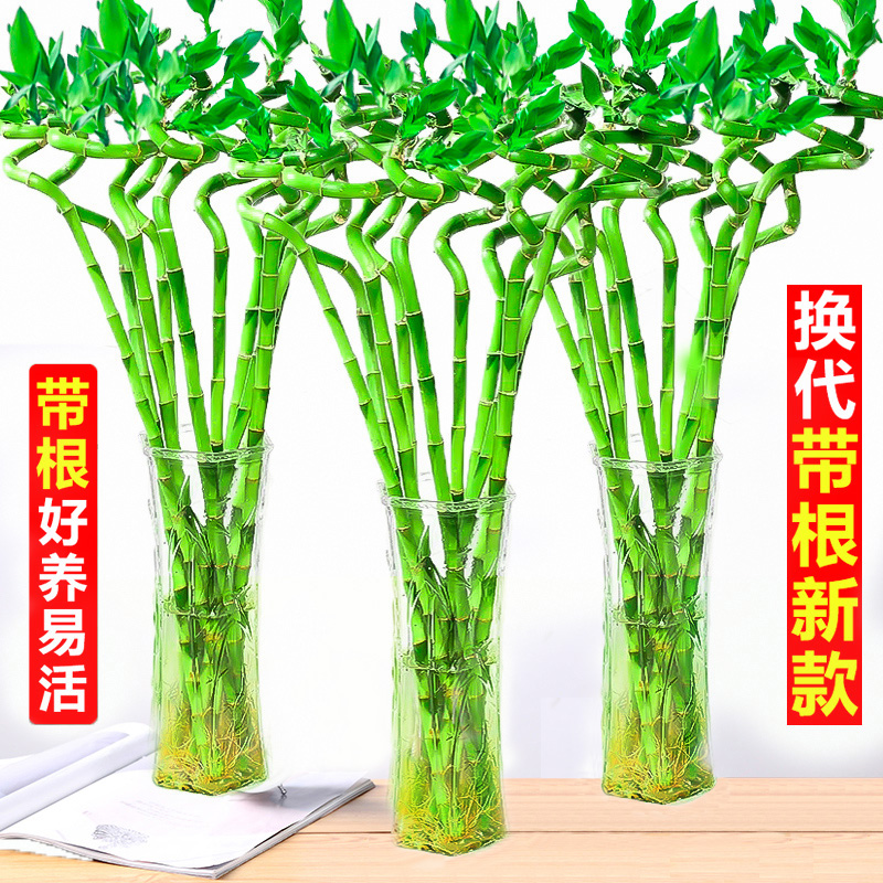 富贵竹水培植物盆栽绿植室内花客厅水