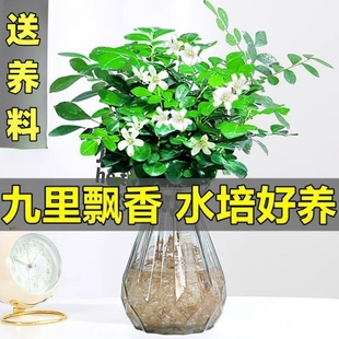 水培九里香花卉盆栽绿植浓香四季花驱蚊驱虫植物室内阳台净化空气