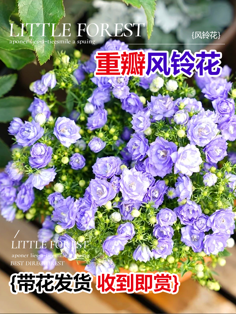 丹麦风铃花盆栽花卉植物室内鲜花四季