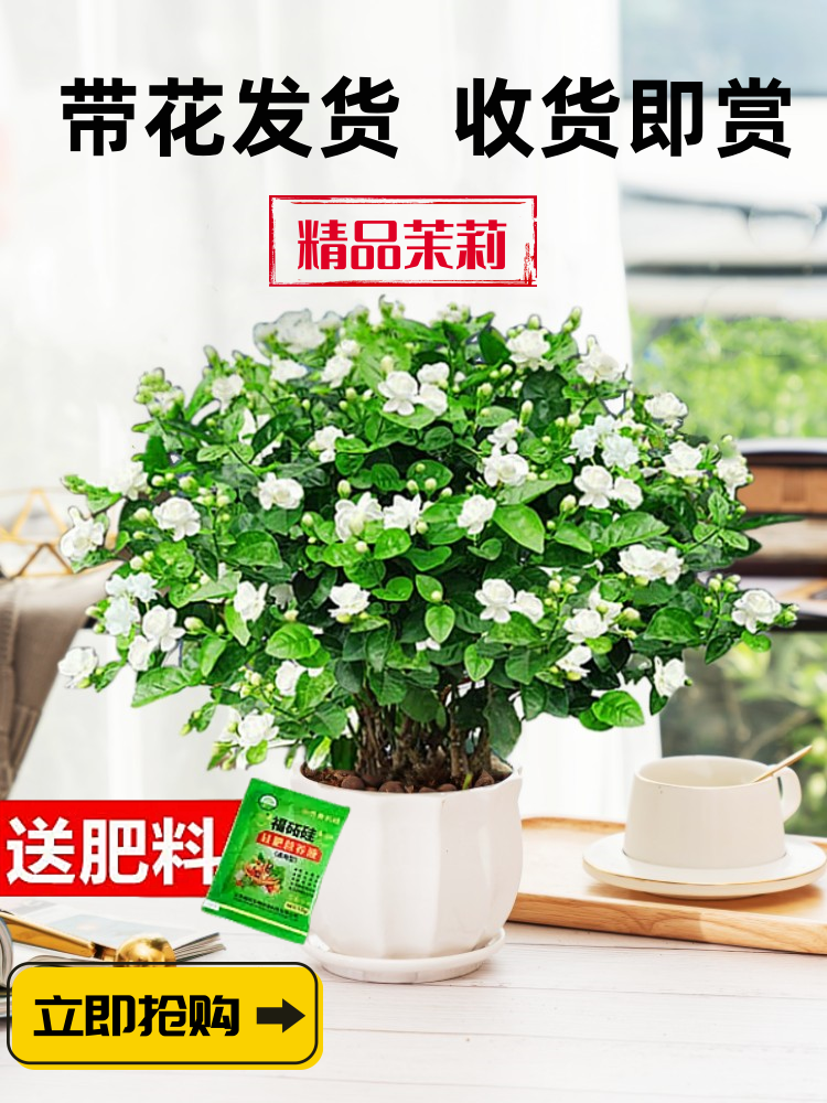 茉莉花苗盆栽带花苞九里香老桩驱蚊水