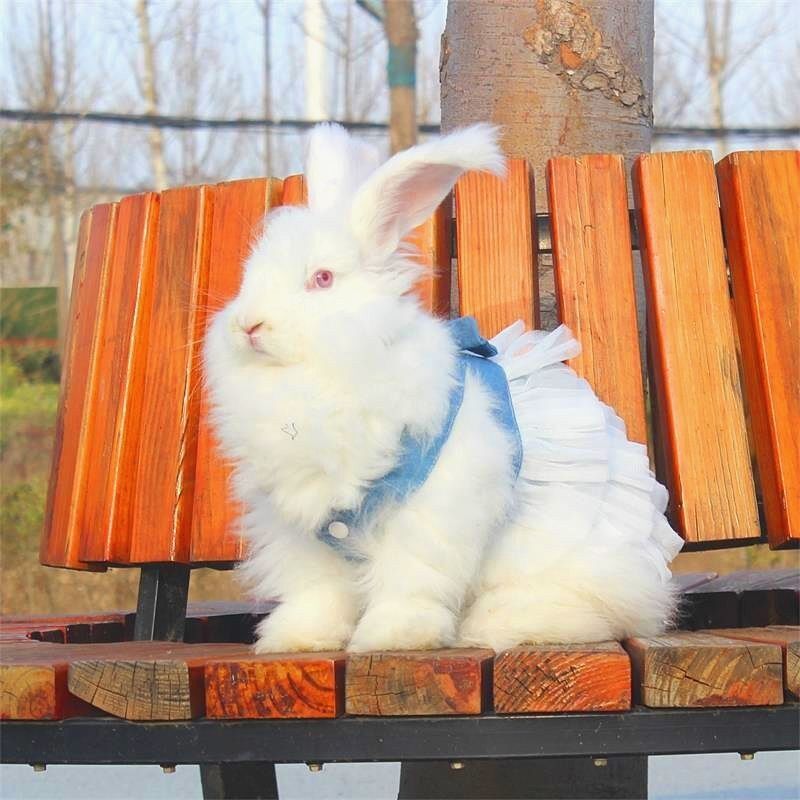 网红巨型安哥拉兔活物兔子活物宠物活体长毛长毛好养小白兔安格拉
