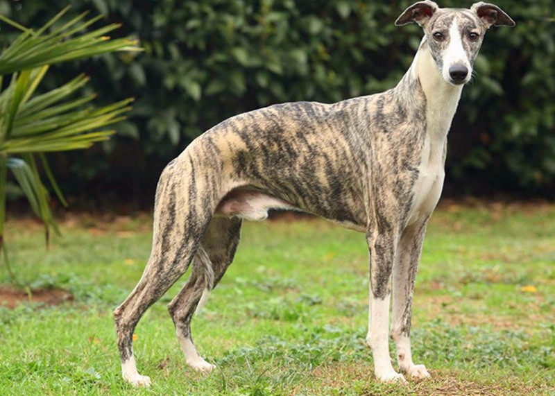 格力幼犬格力成年犬灵缇犬细犬黑白全活可视频挑选全国免费包邮