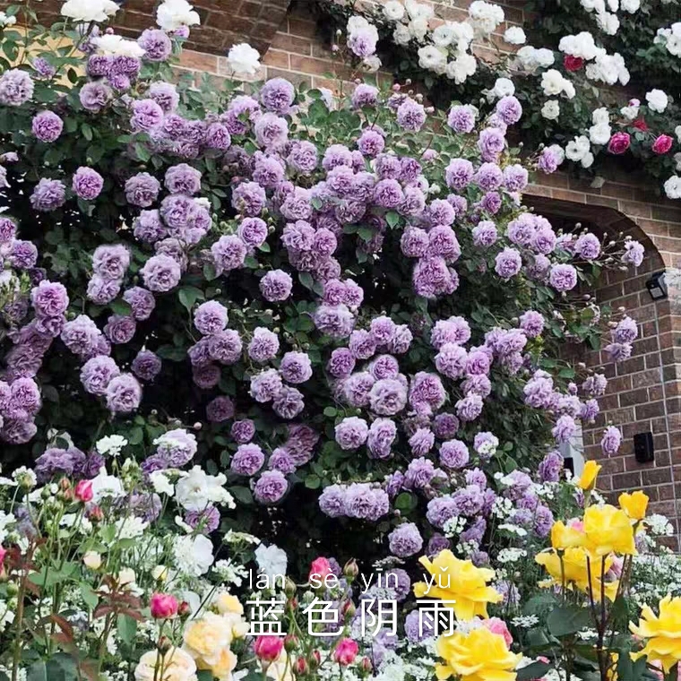 蓝色阴雨爬藤月季丰花多头多季节开花浓香型花卉垂吊花墙拱门庭院