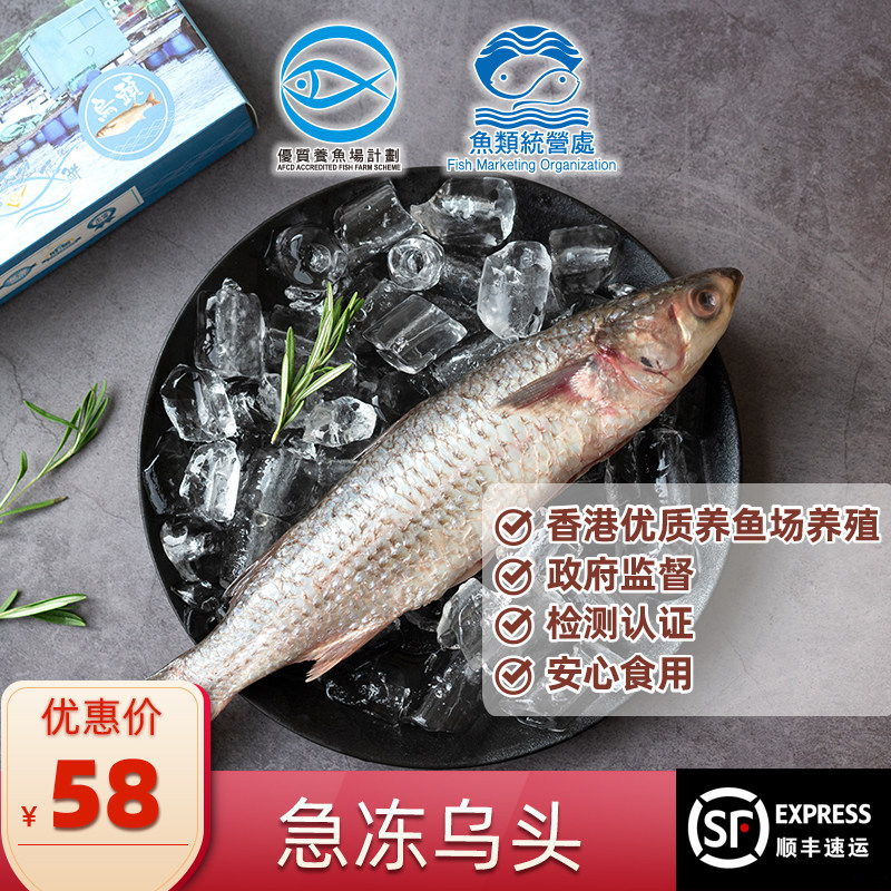 海鲜鱼类水产鲜活_中国香港乌头鱼新鲜海鱼鲜活冷冻海鲜水产生鲜速冻