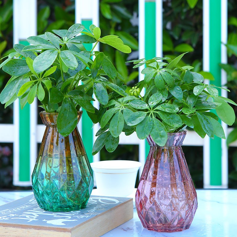 七叶莲水培植物八方来财室内好养活盆