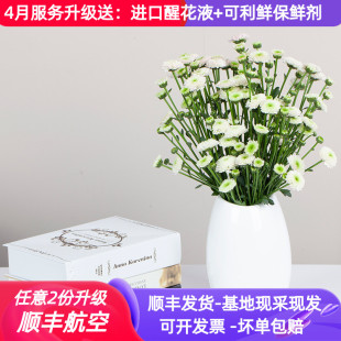 小雏菊鲜花新品多色耐久好养菊花直批昆明花卉市场斗南直发