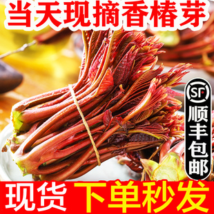 香椿芽新鲜香春芽菜2024顺丰现货速发头茬红油香椿头叶苗四川蔬菜