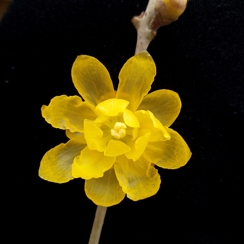 鄢陵腊梅造景的优惠券大全—四川蜡梅【金黄素】品种经典大花型腊梅花