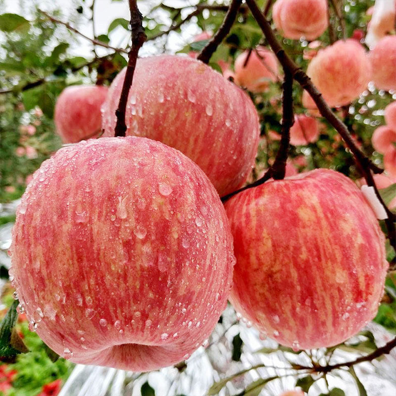 山西平陆当季现摘脆甜多汁红富丑苹果5斤新鲜孕妇水果10斤整箱包