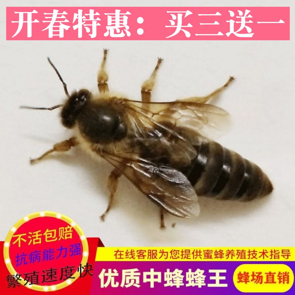 蜂王中蜂活体