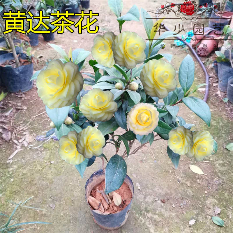 黄达茶花盆栽室内外植物阳台花卉庭院绿植黄色稀有品种树苗金丝雀