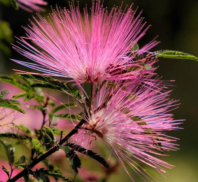 新采行道树种绒花红花合欢金合欢家庭园艺种子