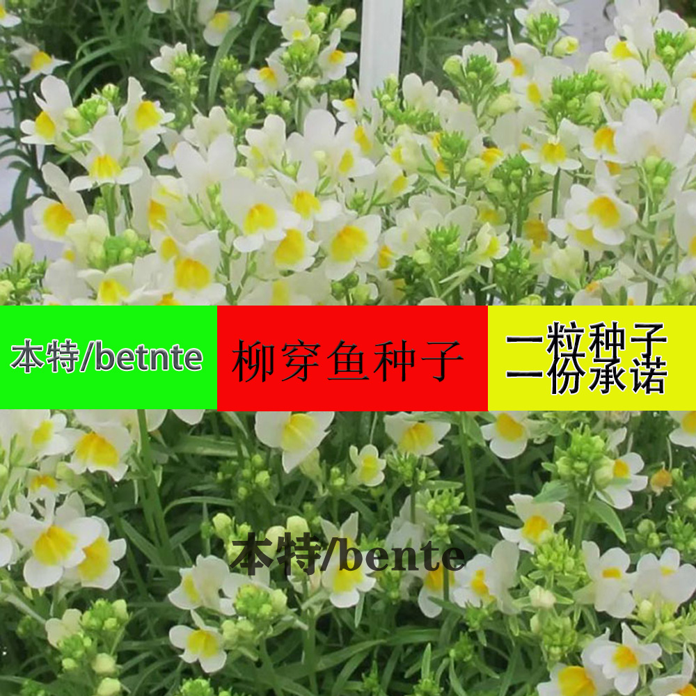 柳穿鱼种适合冬天种的花种子秋季播种塔莎的花园先生四季秋冬种植