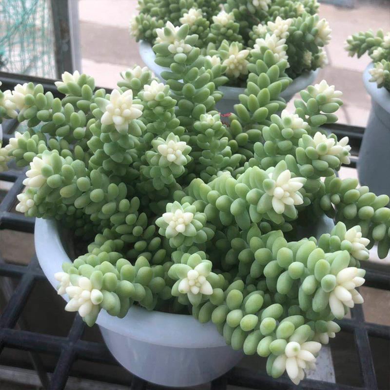 多肉植物 皇冠 小和锦韩猫眼石多肉组合盆栽肉肉绿植花卉.