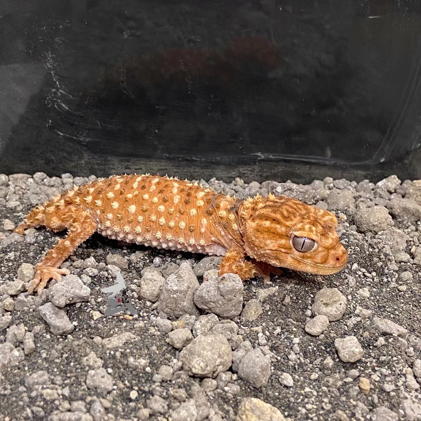 瘤尾守宫大眼萌可爱小精灵守宫小蜥蜴NA,NV,NLL,NLP,NWC|msdalam kategori haiwan peliharaan/makanan haiwan dan bekalan, haiwan kesayangan yang lain, haiwan kesayangan yang lain - dari Buy2taobao.com untuk memberikan perkhidmatan ejen Taobao profesional membeli