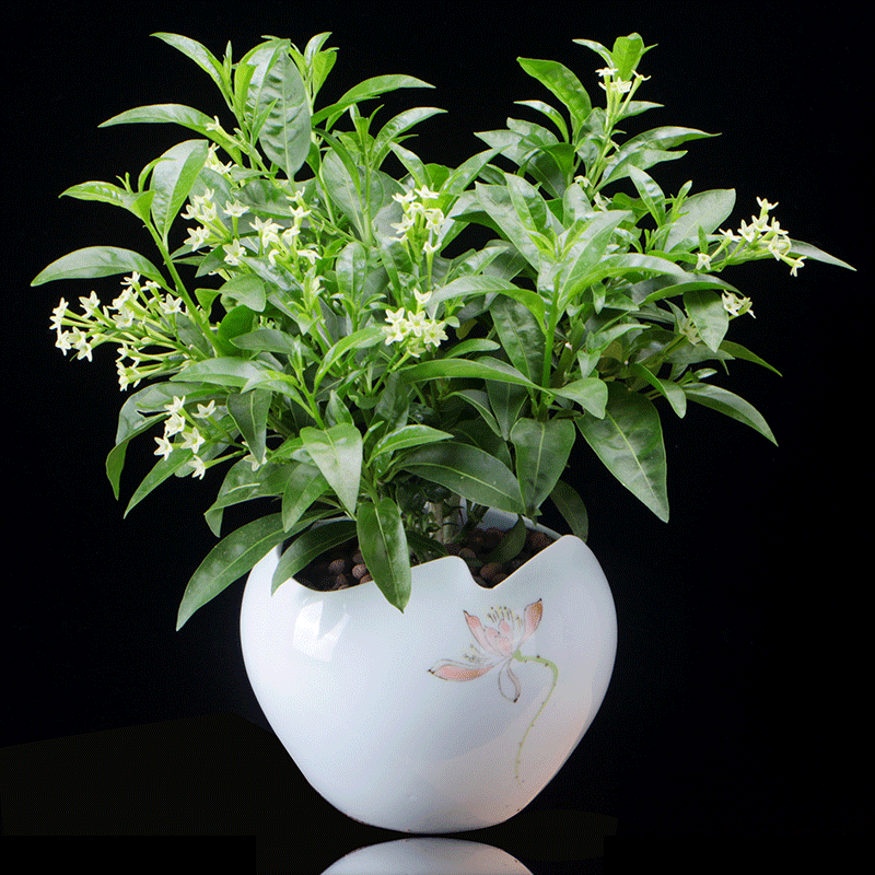 夜来香盆栽卧室花卉客厅观花植物净化空气室内花驱蚊四季带花浓香