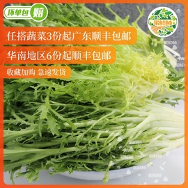 聚鲜林新鲜蔬菜苦菊细叶苦叶生菜苦苣九牙生菜狗牙250g西餐沙拉菜