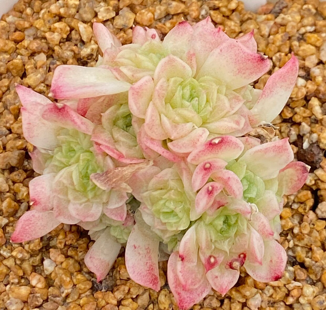 小天使3号麦杆丑小鸭变白白天鹅小仙女群群多肉植物