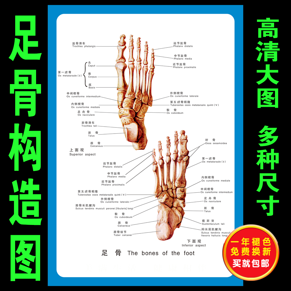 足骨关节结构示意图 足骨;骨科有些知识海报墙贴装饰布置 宣传画