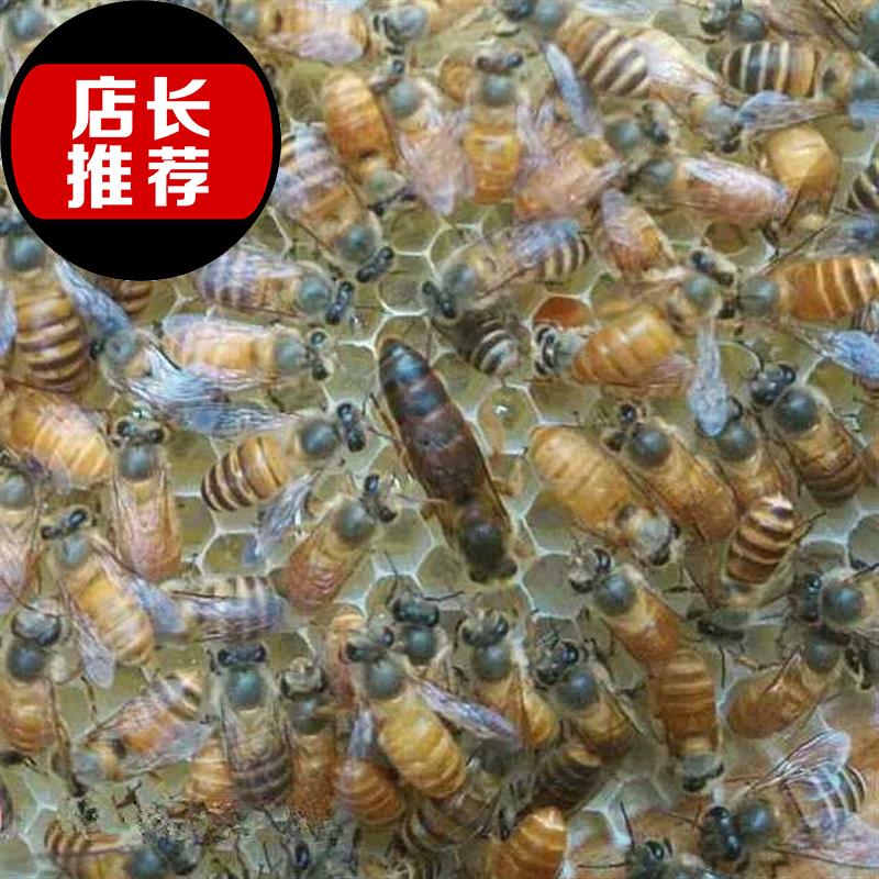 阿坝中蜂王s蜜蜂中蜂种王新王蜂王蜜蜂种蜜王优质蜂王种高产双色