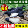 【现货】5斤洪湖新鲜菱角老菱角大个野生现摘青菱角新鲜蔬菜包邮 【现货】5斤洪湖新鲜菱角老菱角大个野生现摘青菱角新鲜蔬菜包邮