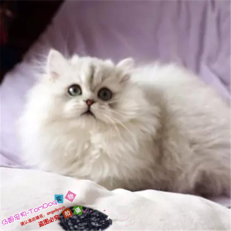 金吉拉猫纯种