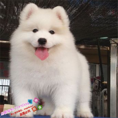 热销萨摩耶幼犬纯种