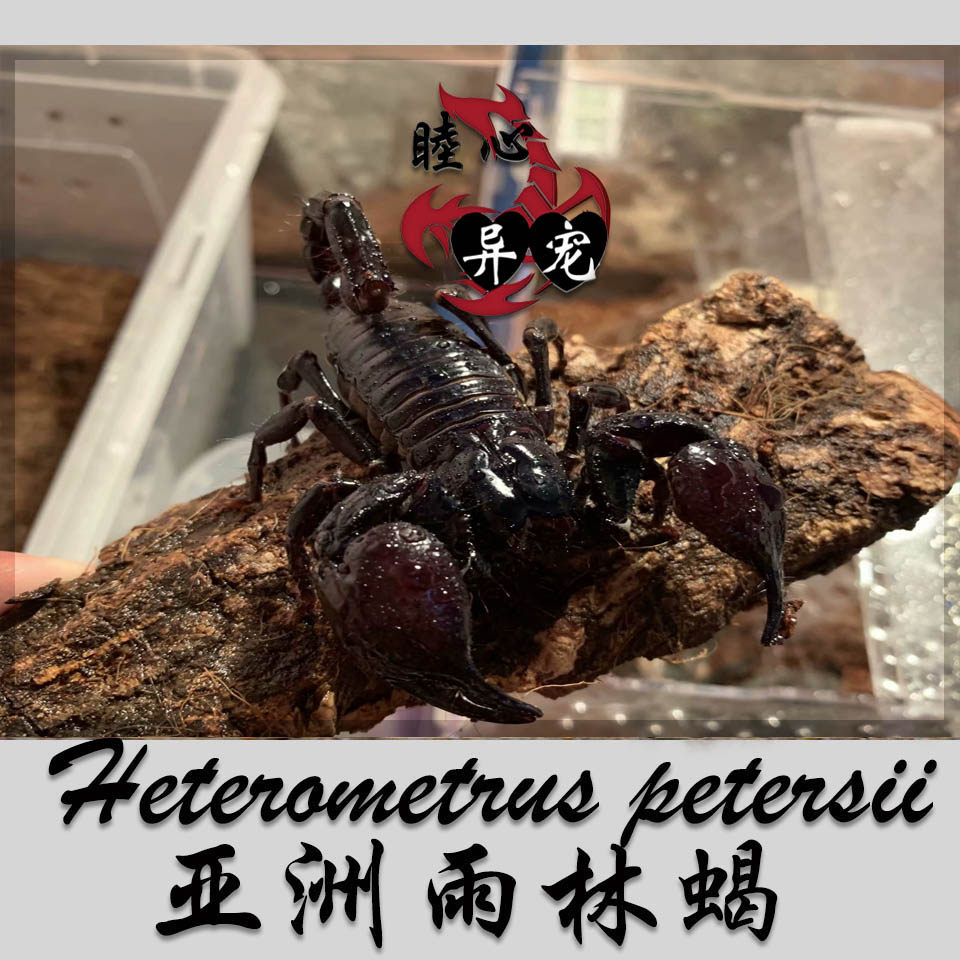 睦心异宠的优惠券大全—宠物蝎子*亚洲雨林蝎温顺新手另类宠物假帝王