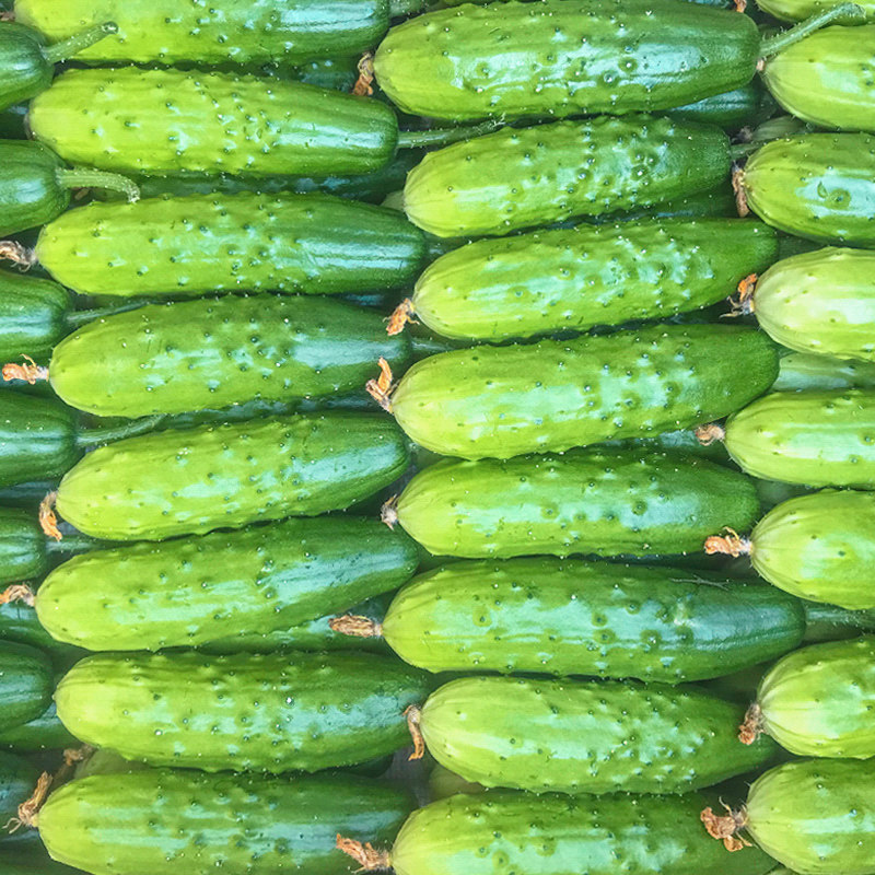 水果小黄瓜新鲜青瓜5斤山东非10海阳白玉东北旱土生吃鲜蔬菜包邮