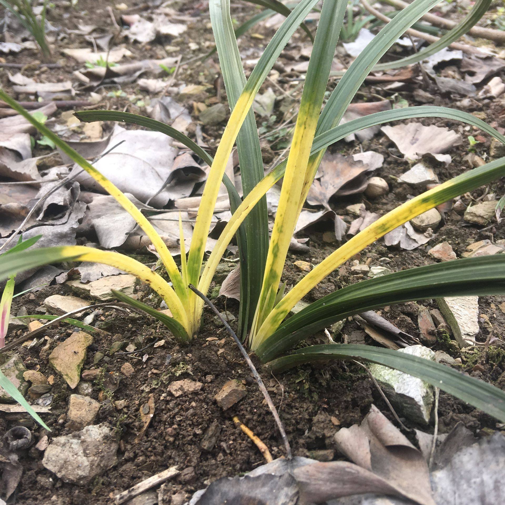 春兰蕙兰高档虎斑艺草兰花花苗叶艺线艺斑室内花卉