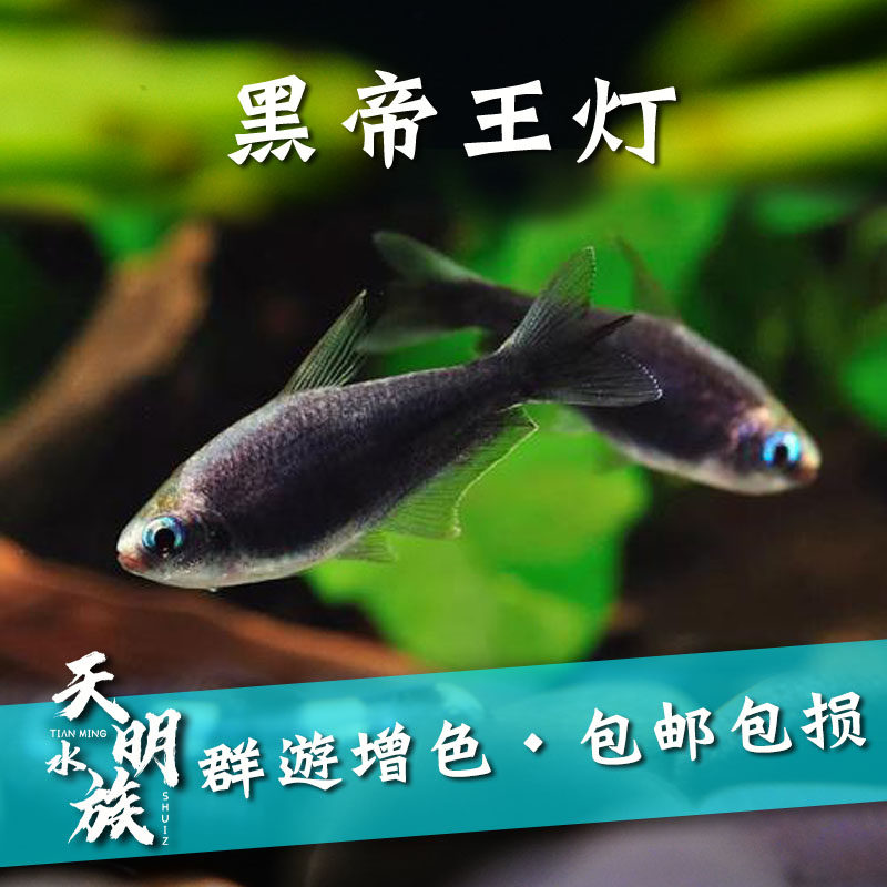 包邮热带观赏鱼黑帝帝王灯鱼活体好养草缸群游鱼鱼