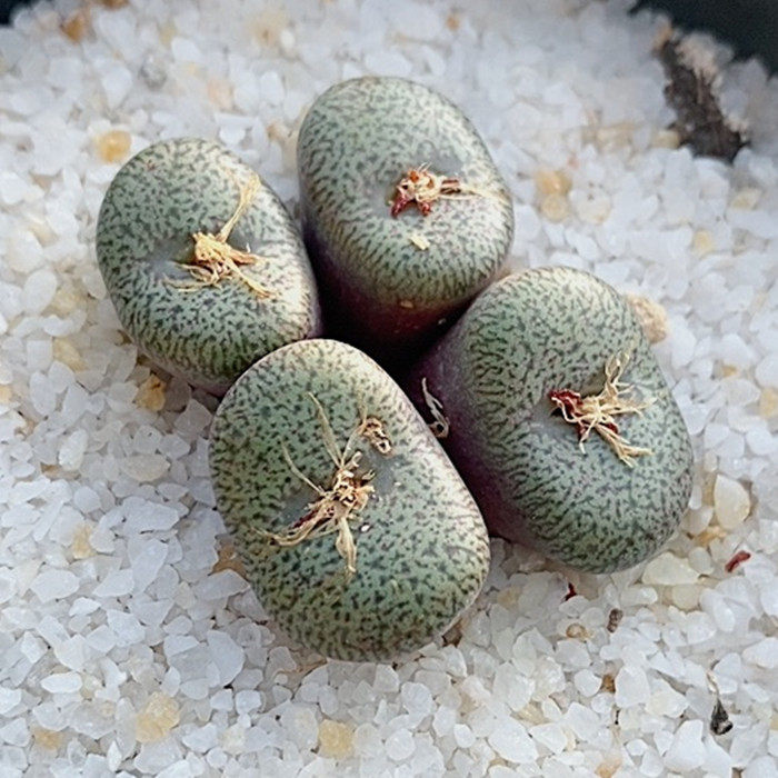 一物一拍番杏密纹安贞肉锥母本多头群生安珍多肉植物