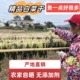 农家新晒白菜干250g英德自晒无沙无硫干货煲汤料