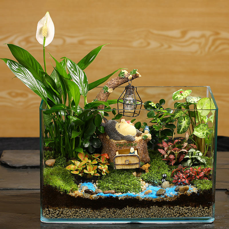 新品摆件盆景微景观植物栽好成品diy桌面净化绿植苔藓生态瓶求婚