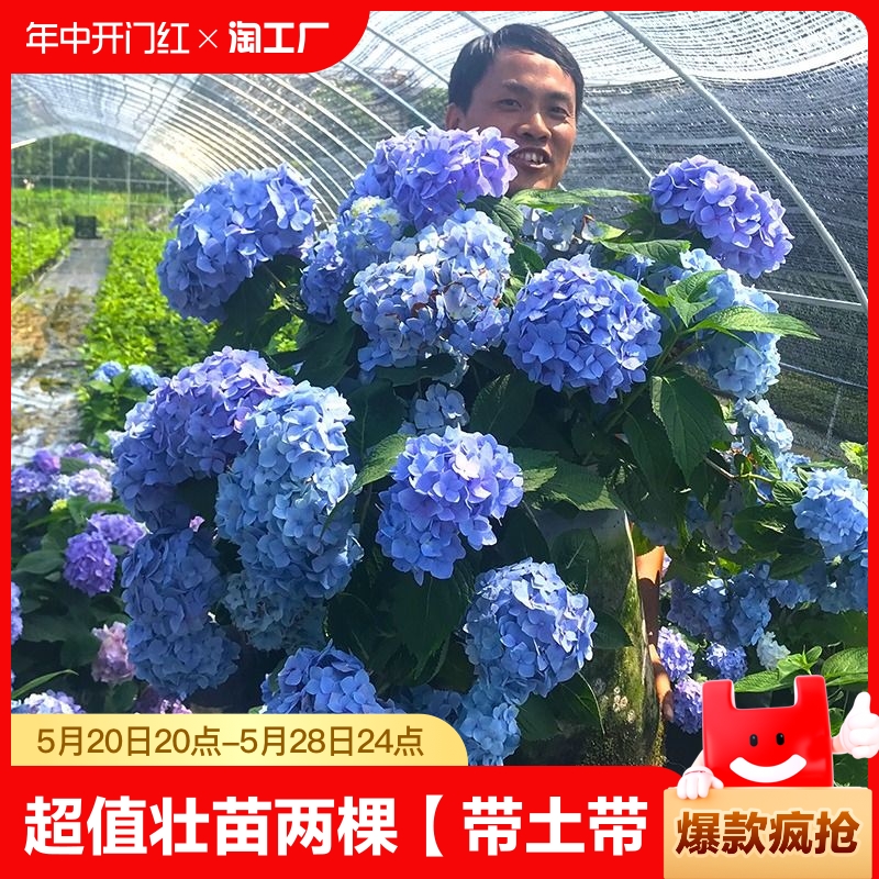 无尽夏绣球花苗盆栽老桩室内花卉玫瑰