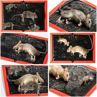 粘鼠板捕鼠神器粘大老鼠家用捕鼠夹仓库厨房强力胶粘老鼠贴一窝端