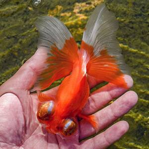 大眼睛金鱼红龙睛黑龙睛呆萌可爱金鱼苗冷水淡水鱼易养活