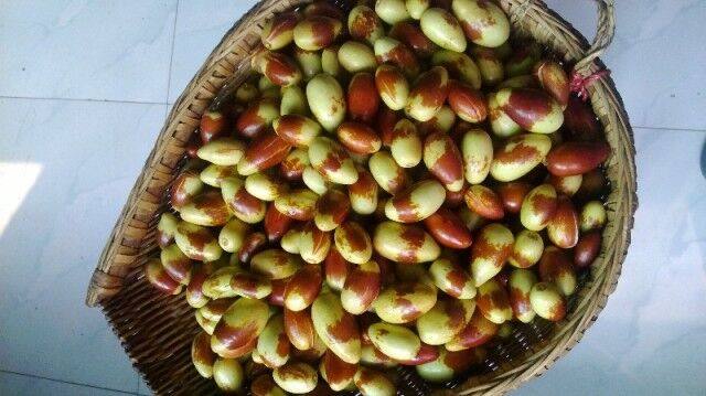 华轩农产品 新鲜鸡心枣尖枣子弹头枣鲜枣可制作成醉枣酒枣